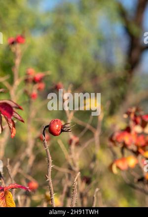 Hagebutten, fotografiert an einem kalten Wintertag in der Sonne im Garten der St. John's Lodge im Zentrum von London. Stockfoto