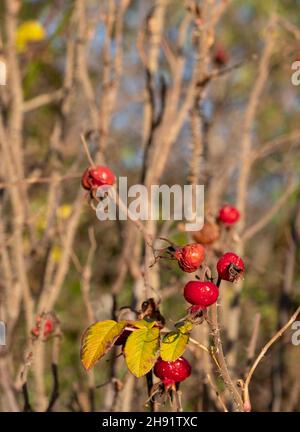 Hagebutten, fotografiert an einem kalten Wintertag in der Sonne im Garten der St. John's Lodge im Zentrum von London. Stockfoto