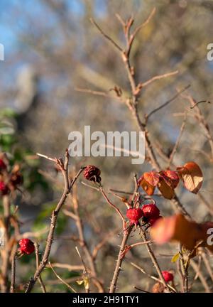 Hagebutten, fotografiert an einem kalten Wintertag in der Sonne im Garten der St. John's Lodge im Zentrum von London. Stockfoto