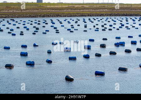 Niederlande, Bruinisse, Muschelzucht in Oosterschelde oder Grevelingen. Hintergrund Grevelingen Staudamm, Teil der Deltawerke und Windmühlen Stockfoto