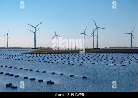 Niederlande, Bruinisse, Muschelzucht in Oosterschelde oder Grevelingen. Hintergrund Grevelingen Staudamm, Teil der Deltawerke und Windmühlen Stockfoto