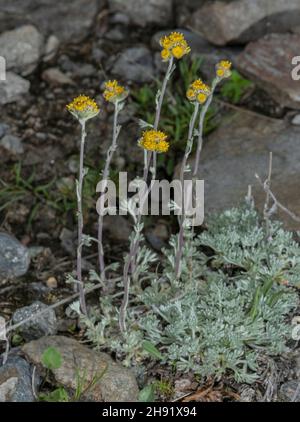 Gletscher Wermut, Artemisia glacialis in Blüte in großer Höhe. Stockfoto