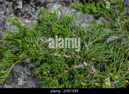 Savin Wacholder, Juniperus sabina, zeigt Nadeln und Zapfen. Französische Alpen. Stockfoto