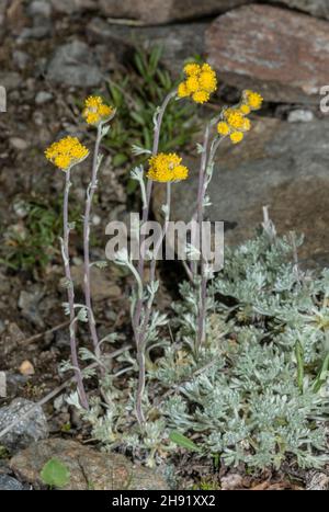 Gletscher Wermut, Artemisia glacialis in Blüte in großer Höhe. Stockfoto