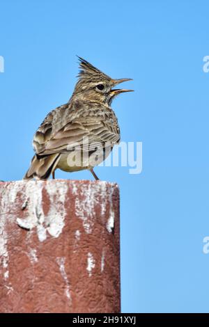 Galerida theklae - die Montesina cogujada ist eine Vogelart aus der Familie der Aladidae Stockfoto