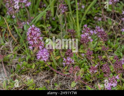 Breckland Thymian, Thymus serpyllum, blühend im trockenen Grasland. Stockfoto