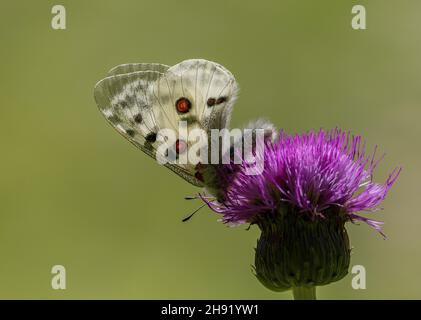 Apollo-Schmetterling, Parnassius apollo, füttert sich von Distel. Italienische Alpen. Stockfoto