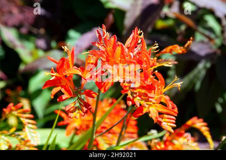 Crocosmia 'Spitfire' eine im Sommer blühende Pflanze mit einer orangeroten Sommerblüte, auch als Montbretia bekannt, Stockfoto Stockfoto