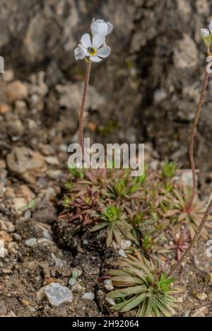 Milchweißer Rock Jasmin, blühend Androsace Lactea in den italienischen Alpen. Stockfoto