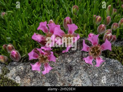 Zwergfellkraut, Saponaria pumilio in Blüte, auf saurem Gestein, Alpen. Stockfoto