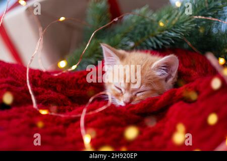Ingwer Kätzchen schlafen mit Weihnachtsbeleuchtung auf rot. Orange rote Katze glückliche Träume. Urlaub und Entspannung Stockfoto