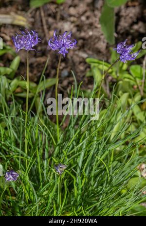 Globenköpfiger Wildfriser, Phyteuma hemisphaericum in Blüte. Stockfoto