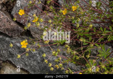 Thüringer Potentilla, Potentilla heptaphylla in Blüte, Ostalpen. Stockfoto