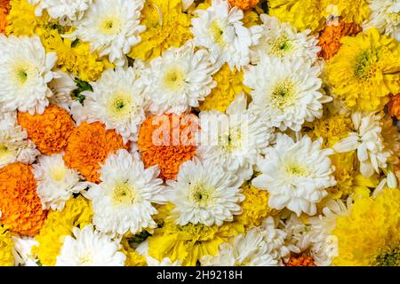 Ringelblume und Chrysantheme blühen auf flacher Oberfläche und füllen den Rahmen. Diese Blumen werden in der indischen Kultur zur Anbetung verwendet. Stockfoto