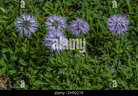 Verfilzte Globularia, Globularia cordifolia, blüht in den Alpen. Stockfoto