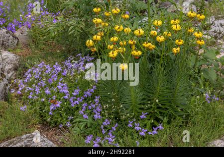 Pyrenäenlilie, Lilium pyrenaicum und Horned Pansy, Viola cornuta in einem Garten im Stil der Pyrenäen. Stockfoto