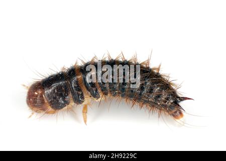 Larve von Dermestes lardarius, allgemein bekannt als der Larderkäfer aus der Familie Dermestidae ein Hautkäfer. Stockfoto