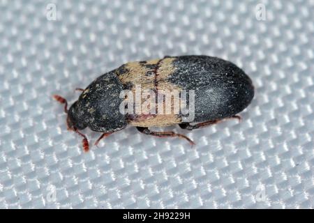 Dermestes lardarius, allgemein bekannt als der Kammkäfer aus der Familie Dermestidae ein Hautkäfer. Stockfoto