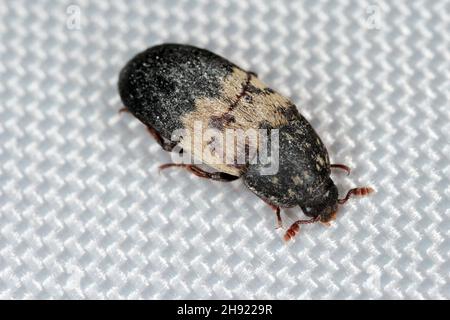 Dermestes lardarius, allgemein bekannt als der Kammkäfer aus der Familie Dermestidae ein Hautkäfer. Stockfoto