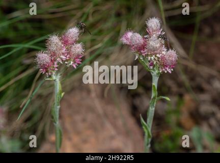 Mountain Everlasting, Antennaria dioica, in Blüte. Stockfoto