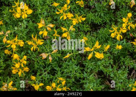 Spanischer Besen, Genista hispanica ssp. Occidentalis, in Blüte. Stockfoto