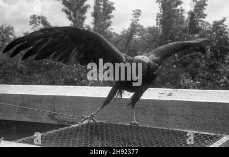 Warszawa, 1947-05. Sokó³ na tarasie mieszkania dr. Jana ¯abiñskiego, organisatora i dyrektora warszawskiego ZOO. W swoim mieszkaniu dr ¯abiñski hoduje Ró¿ne gatunki zwierz¹t. bb/gr PAP Dok³adny dzieñ wydarzenia nieustalony. Warschau, Mai 1947. Ein Falke auf der Terrasse der Wohnung von Doktor Jan Zabinski, dem Hauptbeweger und dem Direktor des Zoologischen Gartens Warschau. bb/gr PAP Stockfoto