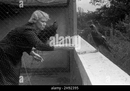 Warszawa, 1947-05. Antonina ¯abiñska karmi ptaki na tarasie mieszkania. Organisator i dyrektor warszawskiego ZOO dr Jan ¯abiñski w swoim mieszkaniu hoduje Ró¿ne gatunki zwierz¹t. bb/gr PAP/Stanis³aw D¹browiecki Dok³adny dzieñ wydarzenia nieustalony. Warschau, Mai 1947. Frau Zabinska füttert Vögel auf der Terrasse ihrer Wohnung. Arzt Jan Zabinski, der Hauptbeweger und der Direktor des Warschauer Zoologischen Gartens verwandelte sein Haus in ein Haus für verschiedene Tiere. bb/gr PAP/Stanis³aw Dabrowiecki Stockfoto