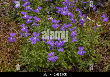 Gehörntes Violett, Viola cornuta, blühend, Pyrenäen. Stockfoto