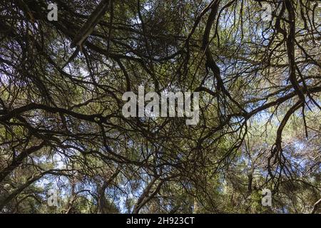 Olivenbäume Zweigen in der bergigen Gegend der griechischen Insel Korfu Stockfoto