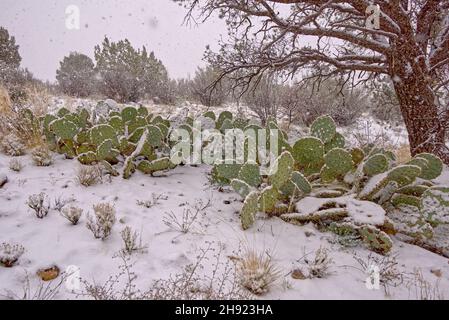 Blizzard im Land des Kaktus. Eine große Gruppe von Kakteen aus Kakteen aus Kakteen aus Kakteen, die während eines Schneesturms in der hohen Wüste von Arizona mit Schnee bedeckt wurden. Das Par Stockfoto