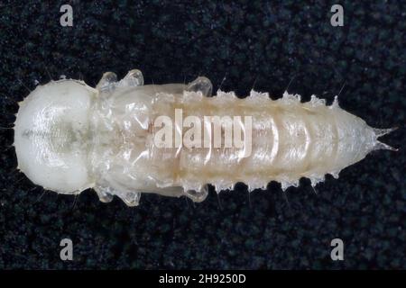 Puppe des Weihraumkäfer: Gnatocerus cornutus - ist ein gelagerter Schädling. Stockfoto