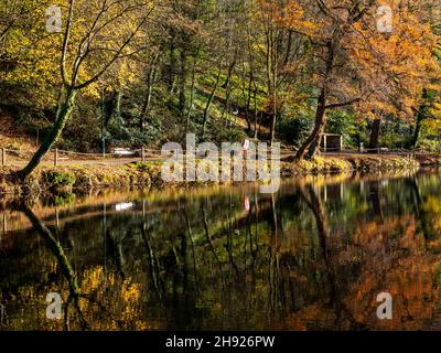 Herbstbäume spiegeln sich im stillen Wasser des Flusses Derwent in Matlock Bath Derbyshire England Stockfoto