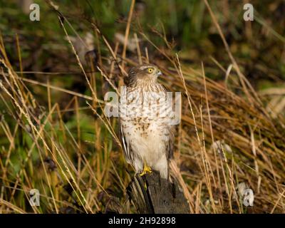 Eine weibliche Sperber im Herbst in Mitte Wales Stockfoto