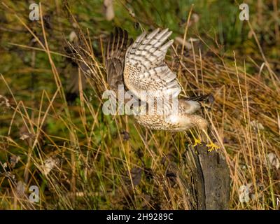 Eine weibliche Sperber im Herbst in Mitte Wales Stockfoto