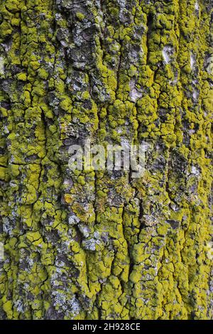 Nahaufnahme von gelben Flechten, die auf einer Baumrinde wachsen Stockfoto