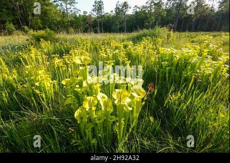 Sarracenia flava ssp. Flava, die gelbe Krug-Pflanze in natürlicher Umgebung, North Carolina, USA Stockfoto