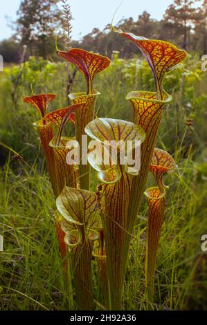 Rote geägte Krug von Sarracenia flava var. ornata, der gelben Krug-Pflanze mit rotem Deckel, North Carolina, USA Stockfoto