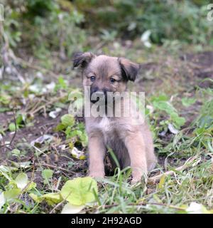 Lustige kleine niedliche Welpen sitzen auf dem Gras im Garten Stockfoto