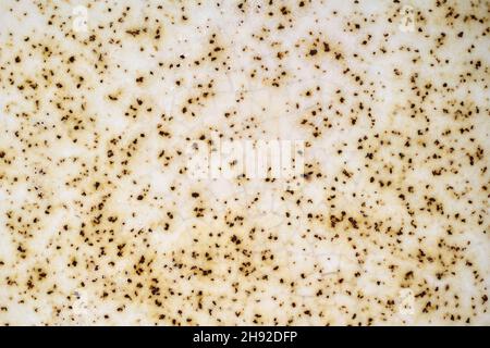 Elfenbeinfarbene Keramikoberfläche mit Rissen und kleinen schwarzen Farbspritzern. Makro horizontal Stockfoto