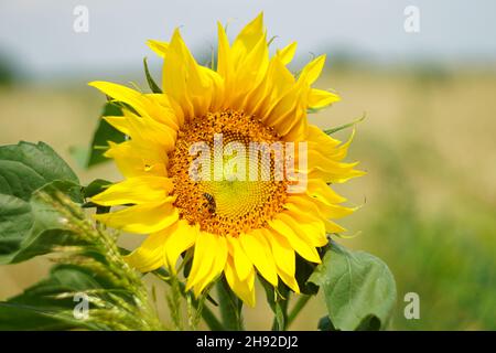 Honigbiene sammelt im Sommer Pollen von einer Sonnenblume Stockfoto