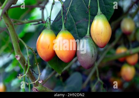 Baum Tomaten Tomate tomarillos tomarillo cyphomandra betacea Nachtschatten Fruchtpflanze Reifung ingemäßigt House Kew Gardens London Großbritannien KATHY DEWITT Stockfoto