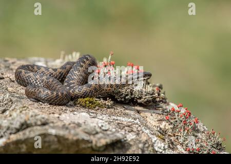 Natter Schlange auf einem Felsen im Frühling in der Nähe auf dem Land in Schottland großbritannien Stockfoto