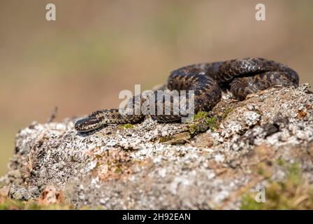 Natter Schlange auf einem Felsen im Frühling in der Nähe auf dem Land in Schottland großbritannien Stockfoto