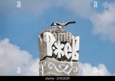 Ein junger Storch versucht, seine Flügel in dem Nest zu verbreiten, das auf dem Schild der Stadt Rschew, Rschew, Twer, Russland, errichtet wurde. Anmelden Russisch bedeutet Stockfoto