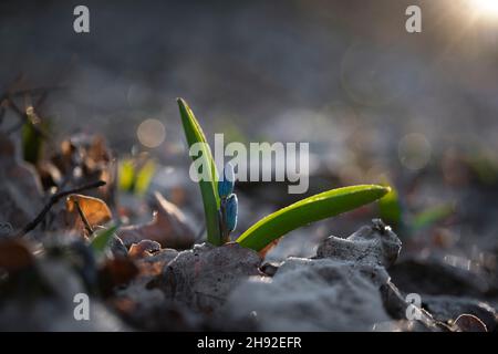 Ein winziger Spross von Bluebells breitet sich in Richtung der Sonne, Woronesch Region, Russland Stockfoto