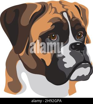 Hund, Boxer, Schnauze eines Hundes, Hunderasse, Vektorbild eines Hundehortraits, Hund, Porträt Stock Vektor