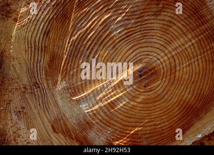 Geschnittene Bäume, Stämme in Nahaufnahme, analog. Nahaufnahme der Oberfläche, nachdem eine Kettensäge einen Baum, eine Textur und Muster geschnitten hat. Nass oder trocken. Stockfoto