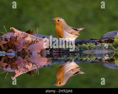 Aberystwyth, Ceredigion, Wales, Großbritannien. 03rd Dez 2021. Ein kalter Herbsttag und britische Gartenvögel schwirnen um einen Reflexionspool in der Mitte von wales herum. Quelle: Phil Jones/Alamy Live News Stockfoto