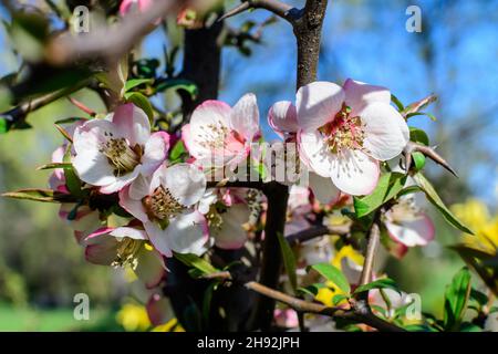 Nahaufnahme zarte weiße Blüten des Chaenomeles japonica Strauch, allgemein bekannt als japanische Quitte oder Maule-Quitte in einem sonnigen Frühlingsgarten, wunderschön Stockfoto