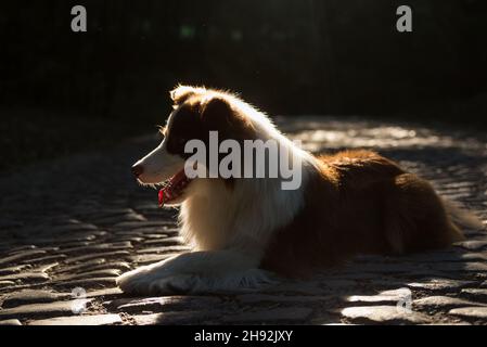 Bezaubernder junger Border Collie Hund sitzt auf dem Boden gegen Abendsonne Licht. Niedliche flauschige Petportrait. Stockfoto